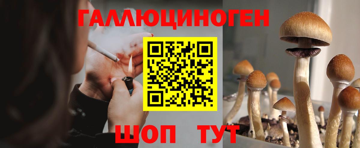 Галлюциногенные грибы Psilocybe Йошкар-Ола